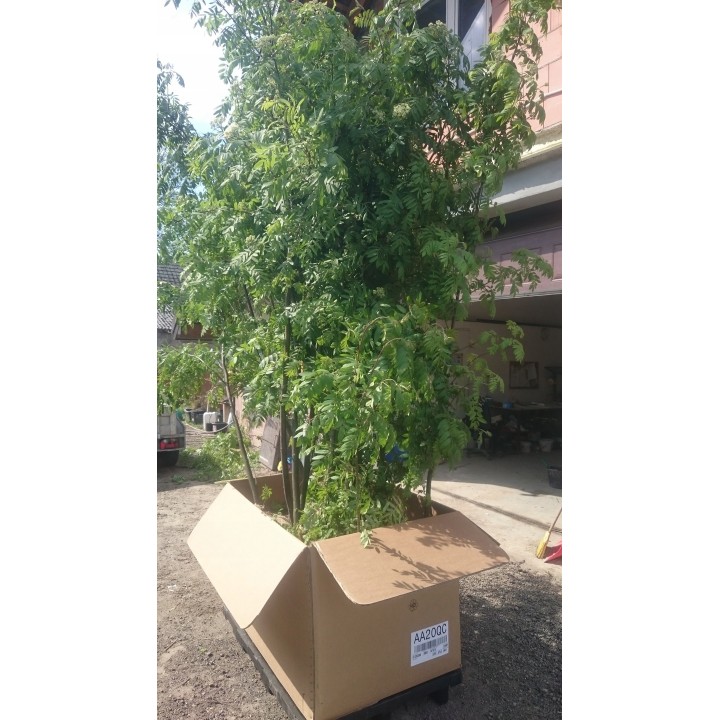 Okazała Jarzębina (Sorbus aucuparia) – drzewo 12–14 cm, do odbioru osobistego