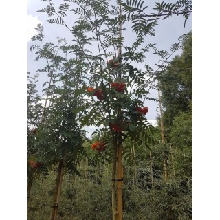Jarząb pospolity (Sorbus aucuparia) 300–400 cm | Pieniek 4–6 cm | Czerwone owoce, szkółka