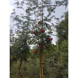 Jarząb pospolity jarzębina (Sorbus aucuparia) sadzonka obw. 4-6 cm wys. 300-400 cm