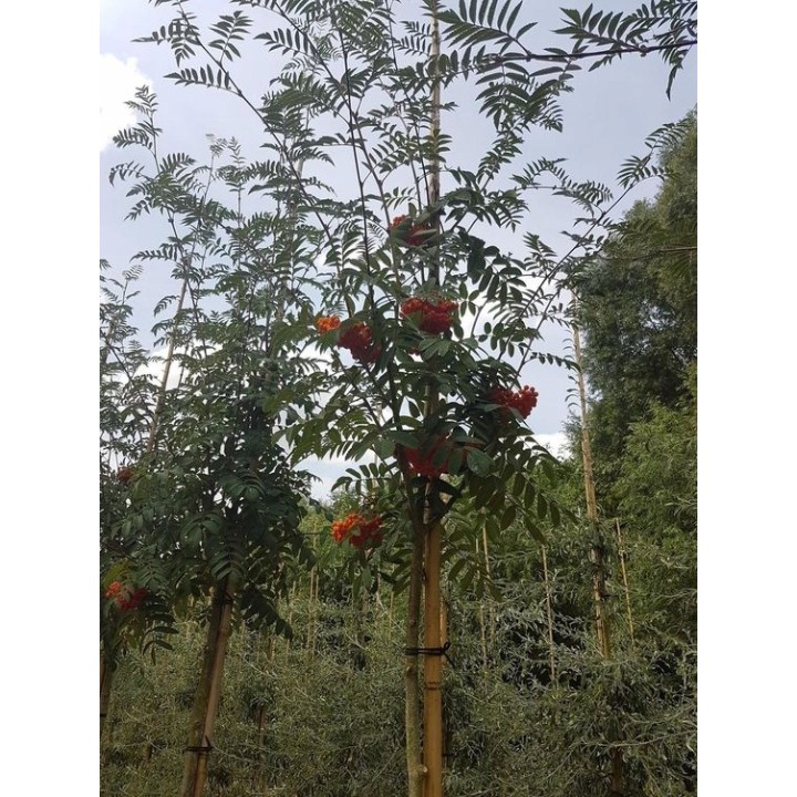 Jarząb pospolity (Sorbus aucuparia) 300–400 cm | Pieniek 4–6 cm | Czerwone owoce, szkółka