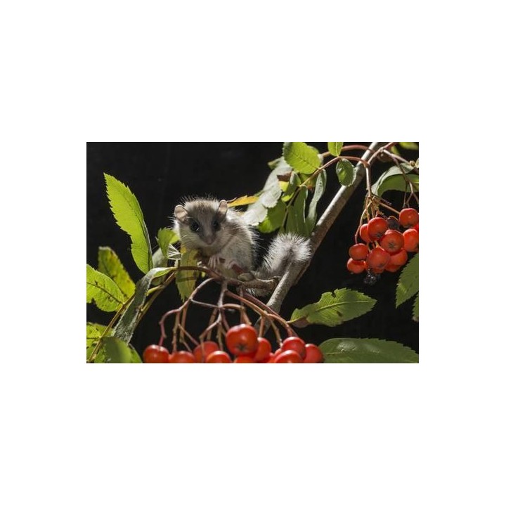 Jarząb pospolity (Sorbus aucuparia) 300–400 cm | Pieniek 4–6 cm | Czerwone owoce, szkółka