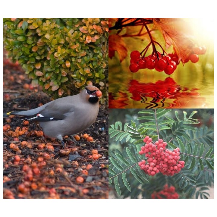 Jarząb pospolity (Sorbus aucuparia) 300–400 cm | Pieniek 4–6 cm | Czerwone owoce, szkółka