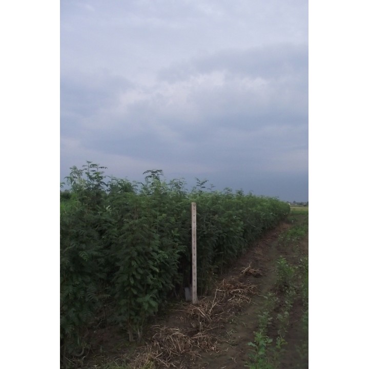 Jarząb pospolity (Sorbus aucuparia) 300–400 cm | Pieniek 4–6 cm | Czerwone owoce, szkółka