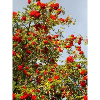 Jarząb pospolity (Sorbus aucuparia) drzewo 300-400 cm, pień 10-12 cm – sadzonka z gołym korzeniem