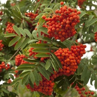 Jarząb pospolity (Sorbus aucuparia) 8–10 cm | Drzewo 300–400 cm | Czerwone owoce, goły korzeń
