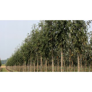 Jarząb pospolity 8-10 cm, wys. 300-400 cm - SadzonkiDrzew.pl