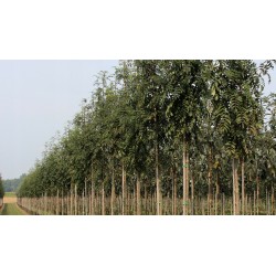 Jarząb pospolity (Sorbus aucuparia) obwód 8-10 cm, wys. 300-400 cm