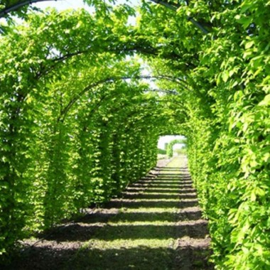 Grab zwyczajny Carpinus betulus sadzonki na żywopłot...