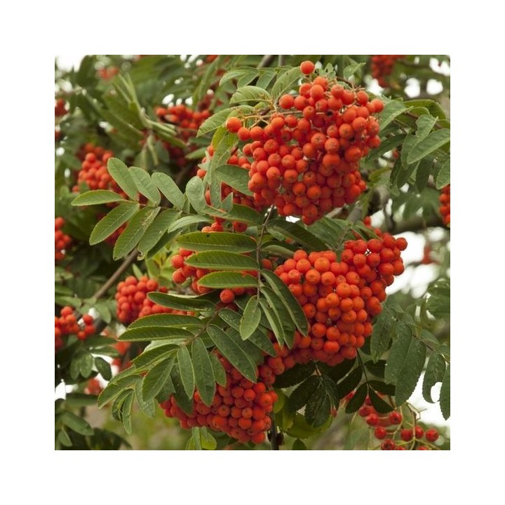Jarząb pospolity (Sorbus aucuparia) 300–400 cm | Pieniek 4–6 cm | Czerwone owoce, szkółka