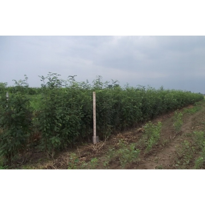 Jarząb pospolity (Sorbus aucuparia) drzewo 300-400 cm, pień 10-12 cm – sadzonka z gołym korzeniem