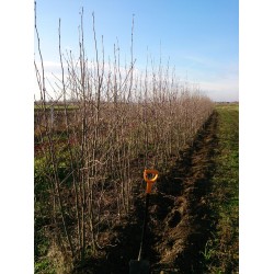 Jarząb pospolity (Sorbus aucuparia) drzewo 300-400 cm, pień 10-12 cm – sadzonka z gołym korzeniem