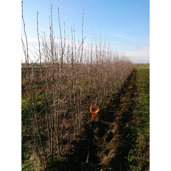 Jarząb pospolity (Sorbus aucuparia) drzewo 300-400 cm, pień 10-12 cm – sadzonka z gołym korzeniem