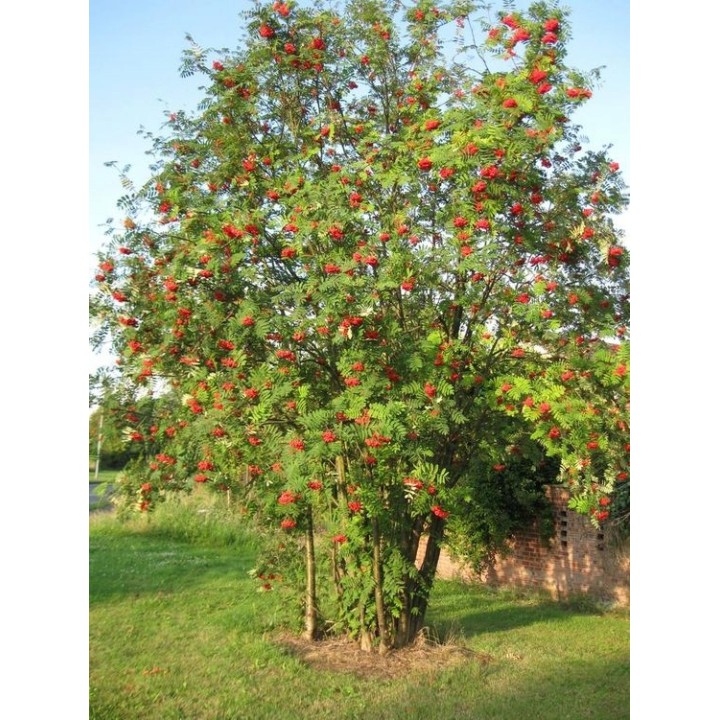 Jarząb pospolity (Sorbus aucuparia) 8–10 cm | Drzewo 300–400 cm | Czerwone owoce, goły korzeń