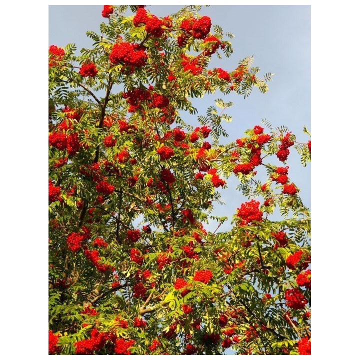 Jarząb pospolity (Sorbus aucuparia) 8–10 cm | Drzewo 300–400 cm | Czerwone owoce, goły korzeń