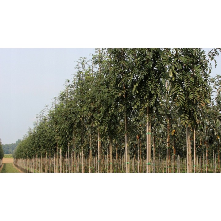 Jarząb pospolity (Sorbus aucuparia) drzewo 300-400 cm, pień 10-12 cm – sadzonka z gołym korzeniem