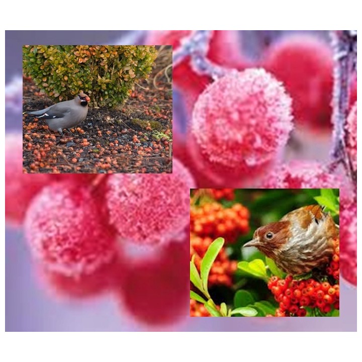 Jarząb pospolity 6-8 cm — Dorosłe drzewo 300-400 cm, czerwone owoce, szkółka gwarantowana