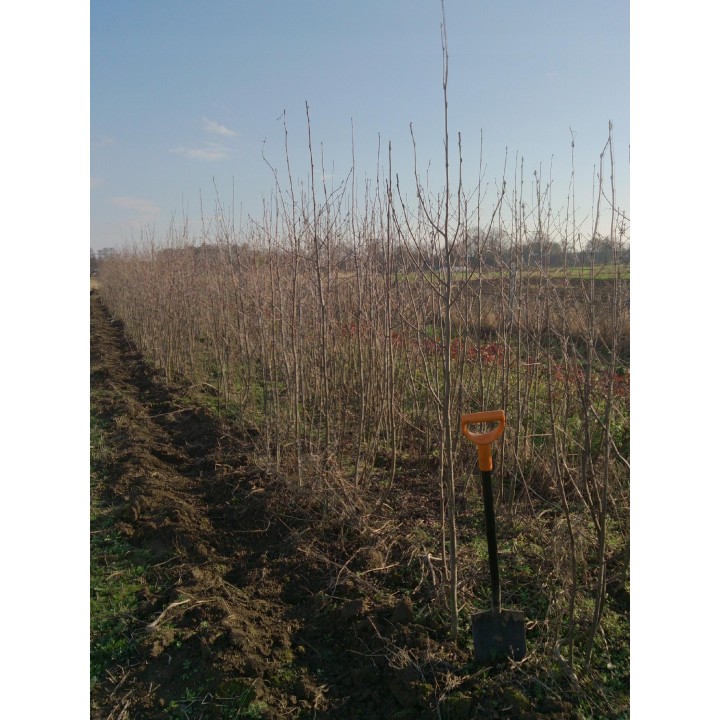 Jarząb pospolity 6-8 cm — Dorosłe drzewo 300-400 cm, czerwone owoce, szkółka gwarantowana