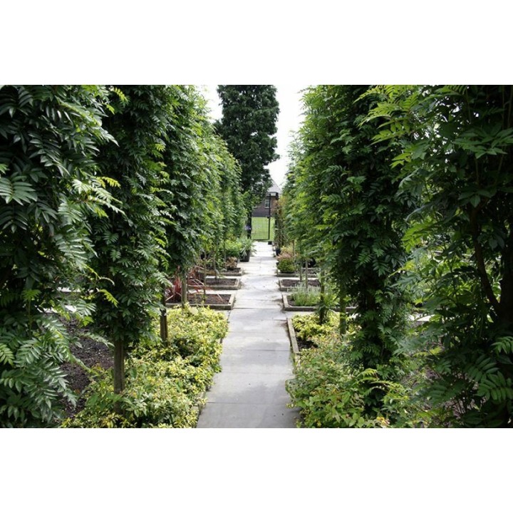 Jarząb pospolity (Sorbus aucuparia) 8–10 cm | Drzewo 300–400 cm | Czerwone owoce, goły korzeń