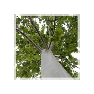 Platan klonolistny 20-24 cm sadzonka 200-400 cm - SadzonkiDrzew.pl