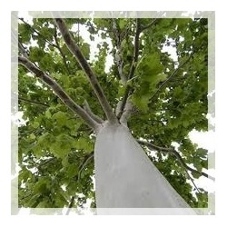 Platan klonolistny (Platanus × acerifolia) duża sadzonka obwód 20-24 cm, wys. 200-400 cm
