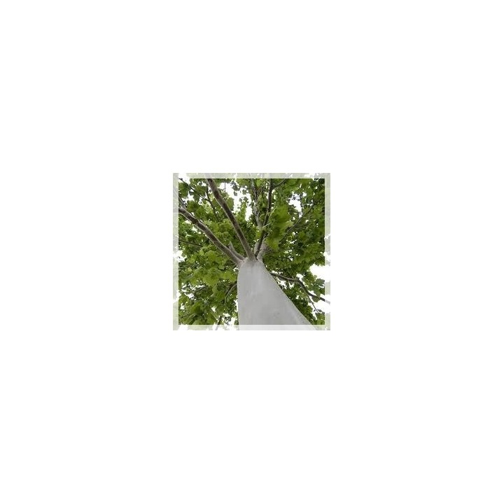 Platan klonolistny 20-24 cm sadzonka 200-400 cm - SadzonkiDrzew.pl