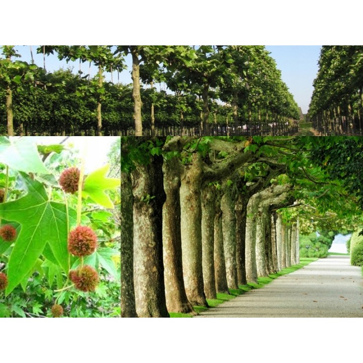 Platan klonolistny - duże sadzonki 20-24 cm obwodu | wys. 200-400 cm, odbiór osobisty