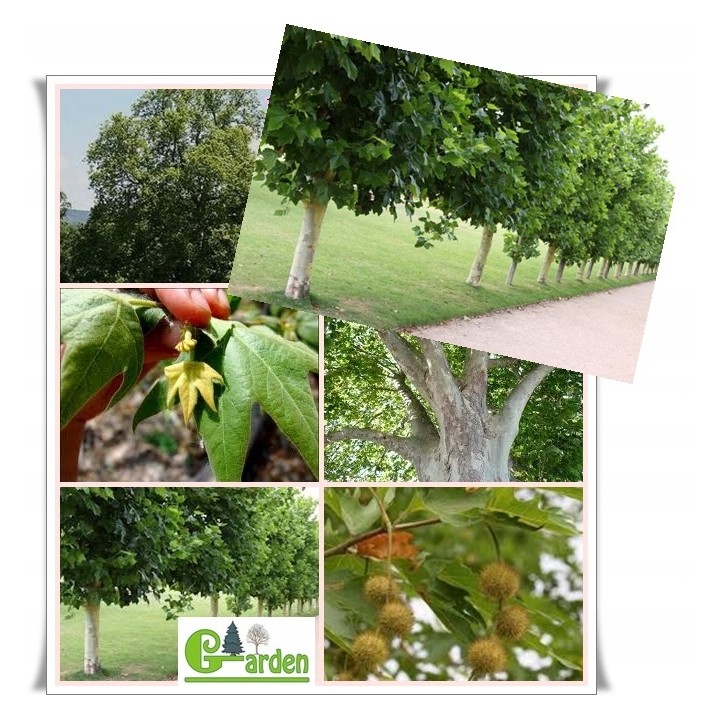 Platan klonolistny - duże sadzonki 20-24 cm obwodu | wys. 200-400 cm, odbiór osobisty