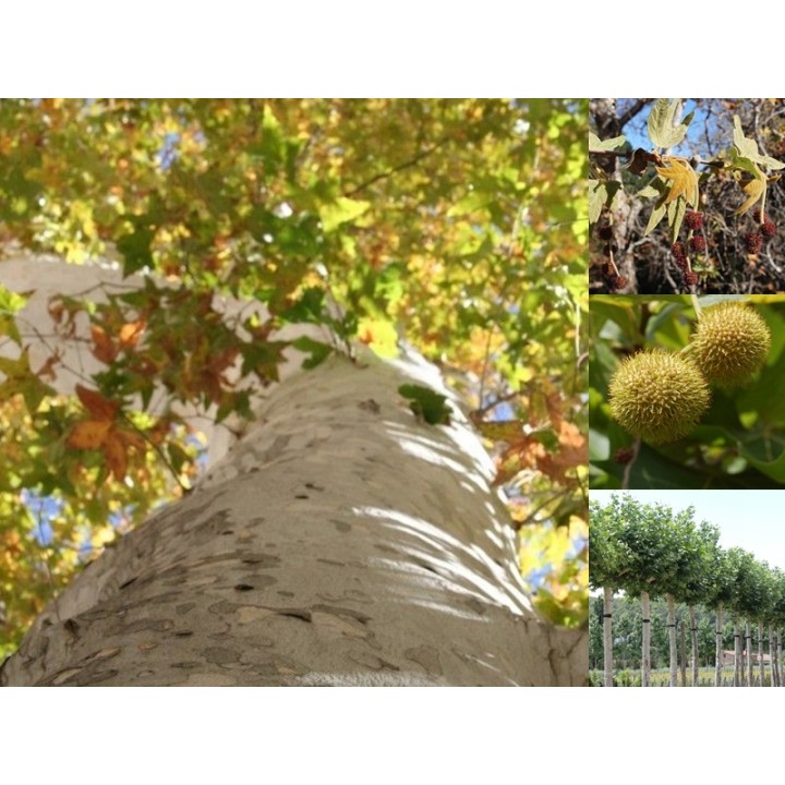 Platan klonolistny – okazała sadzonka 14–18 cm obwodu, wys. 200–400 cm (odbiór osobisty)