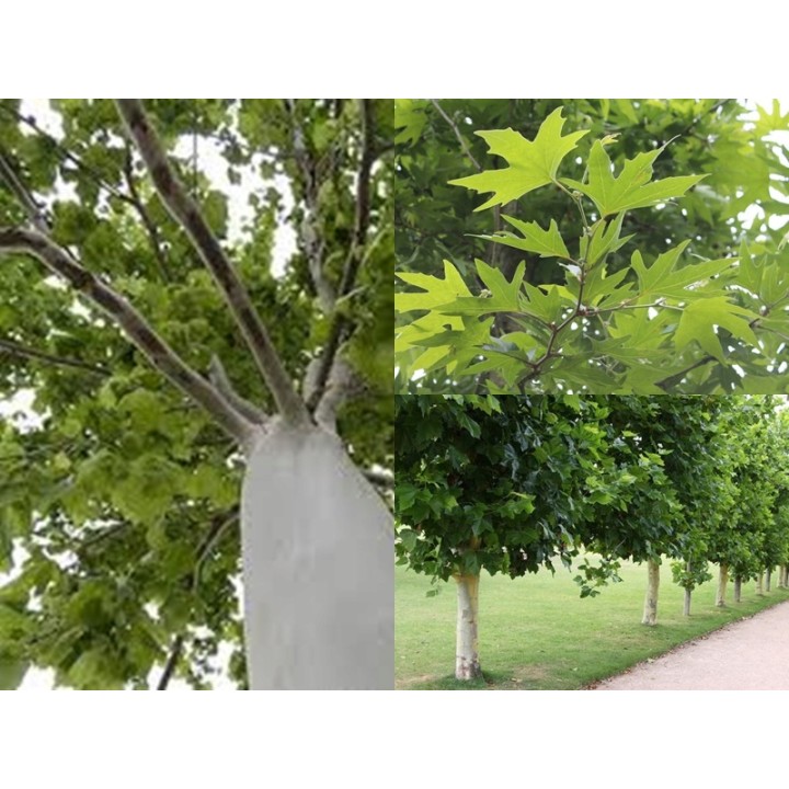 Platan klonolistny - duże sadzonki 20-24 cm obwodu | wys. 200-400 cm, odbiór osobisty