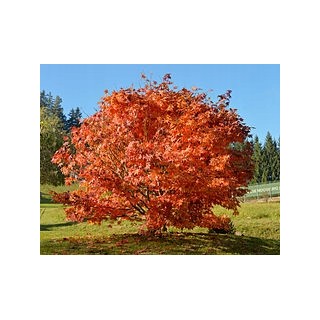 Okazały Jawor Acer pseudoplatanus 200–300 cm | Obwód pnia 6–8 cm | Odbiór osobisty