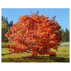 Klon jawor (Acer pseudoplatanus) sadzonka obwód 6-8 cm, wys. 200-300 cm