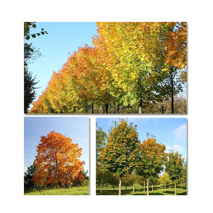 Okazały Jawor Acer pseudoplatanus 200–300 cm | Obwód pnia 6–8 cm | Odbiór osobisty