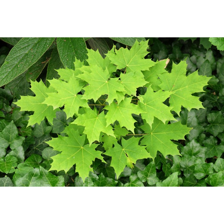 Okazały Jawor Acer pseudoplatanus 200–300 cm | Obwód pnia 6–8 cm | Odbiór osobisty