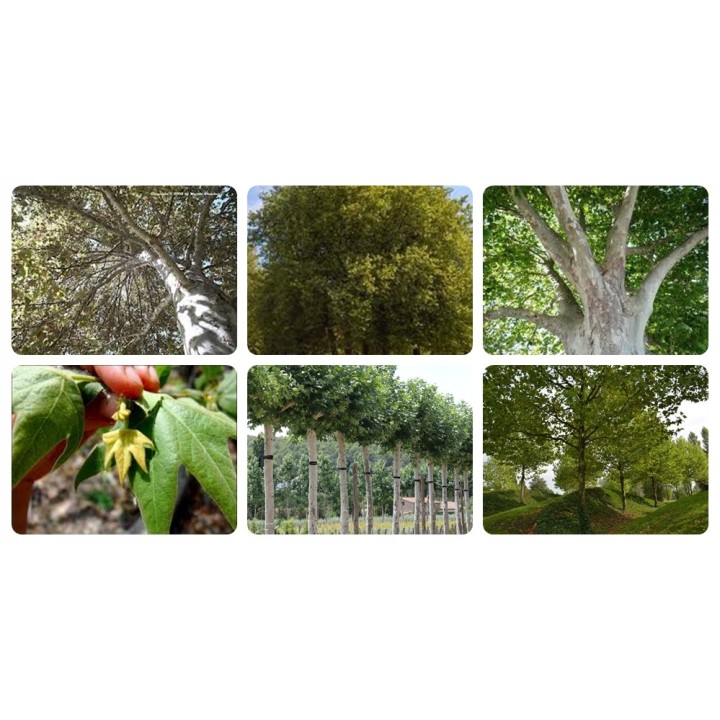 Platan klonolistny – okazała sadzonka 14–18 cm obwodu, wys. 200–400 cm (odbiór osobisty)