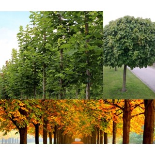 Klon zwyczajny Acer platanoides - sadzonka 200 cm, pniak 12–14 cm, 1 szt. - Szkółka GARDEN