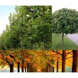 Klon zwyczajny (Acer platanoides) sadzonka 200-300 cm obwód pnia 12-14 cm 1 szt.