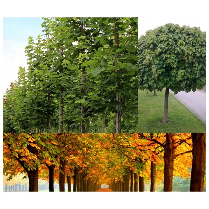 Klon zwyczajny Acer platanoides - sadzonka 200 cm, pniak 12–14 cm, 1 szt. - Szkółka GARDEN