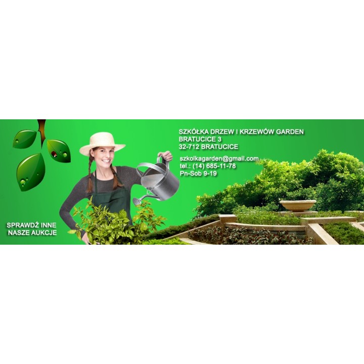 Klon zwyczajny sadzonka 12-14 cm 200-300 cm - SadzonkiDrzew.pl
