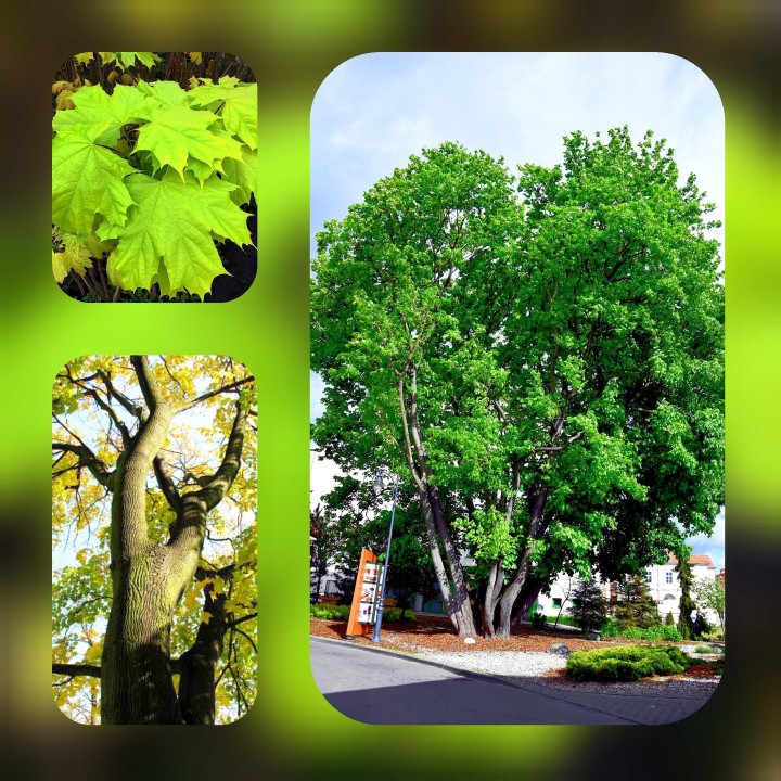 Klon Zwyczajny Acer platanoides – sadzonka 12–14 cm pnia | Idealny do alei i parków