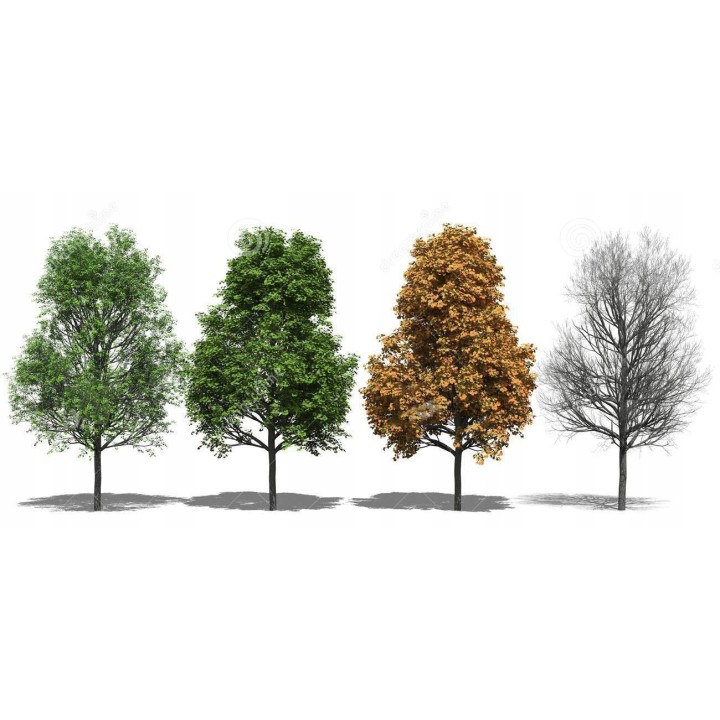 Klon zwyczajny Acer platanoides - sadzonka 200 cm, pniak 12–14 cm, 1 szt. - Szkółka GARDEN