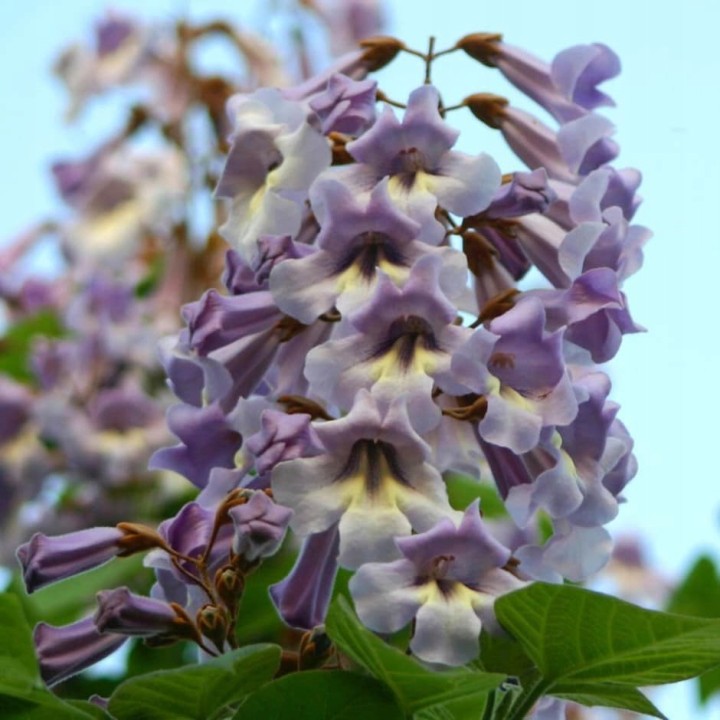 Paulownia Cesarska – Szybkorosnąca sadzonka 50–70 cm (P9) „Drzewo Tlenowe”
