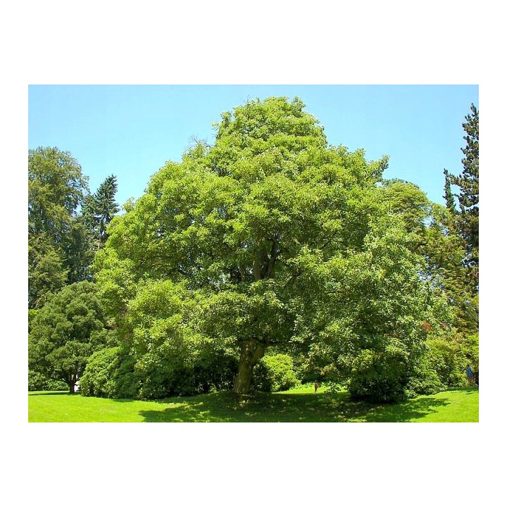 Klon zwyczajny obwód 12-14 cm sadzonka alejowa - SadzonkiDrzew.pl