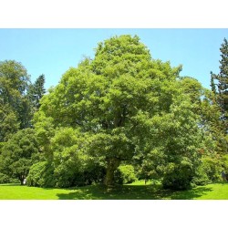 Klon zwyczajny (Acer platanoides) sadzonka obwód 10-12 cm
