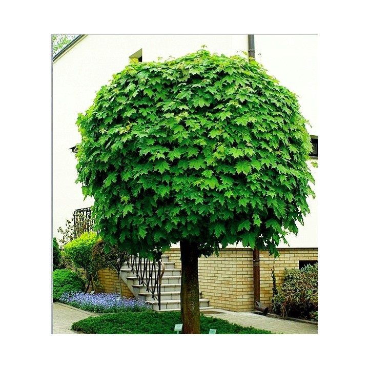 Klon zwyczajny obwód 12-14 cm sadzonka alejowa - SadzonkiDrzew.pl