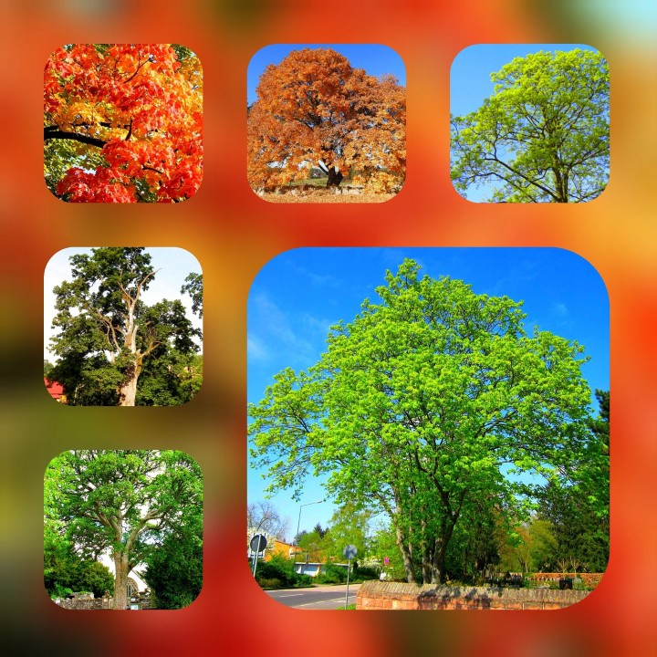 Klon Zwyczajny (Acer platanoides) sadzonka 10–12 cm – mocny pień, szybki wzrost, mrozoodporny