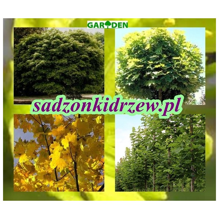 Klon zwyczajny Acer platanoides - sadzonka 200 cm, pniak 12–14 cm, 1 szt. - Szkółka GARDEN