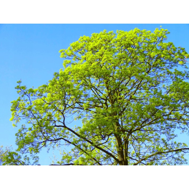 Klon Zwyczajny Acer platanoides – sadzonka 12–14 cm pnia | Idealny do alei i parków