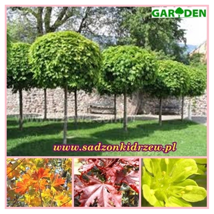 Klon zwyczajny Acer platanoides - sadzonka 200 cm, pniak 12–14 cm, 1 szt. - Szkółka GARDEN
