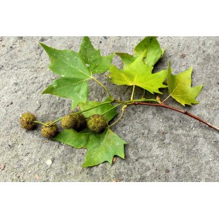 Platan klonolistny sadzonka 200–400 cm | Piękna łuszcząca się kora, odbiór osobisty