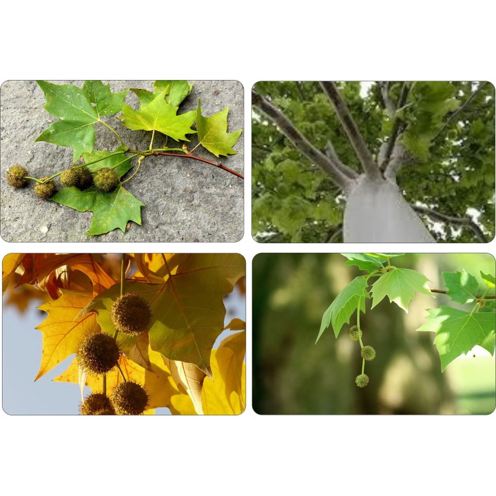 Platan klonolistny sadzonka 200–400 cm | Piękna łuszcząca się kora, odbiór osobisty